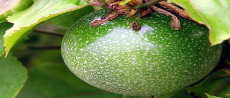 西番莲块根品种(西番莲块根植物)