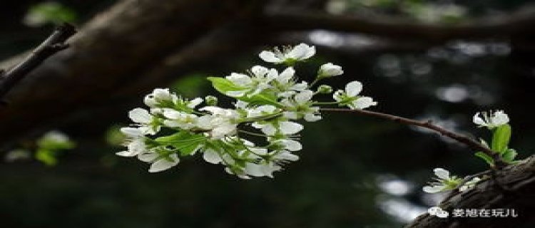 李花和梨花的区别