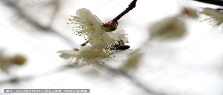 梅花花苞干瘪掉落怎么回事 温度太高空气干燥浇水太多