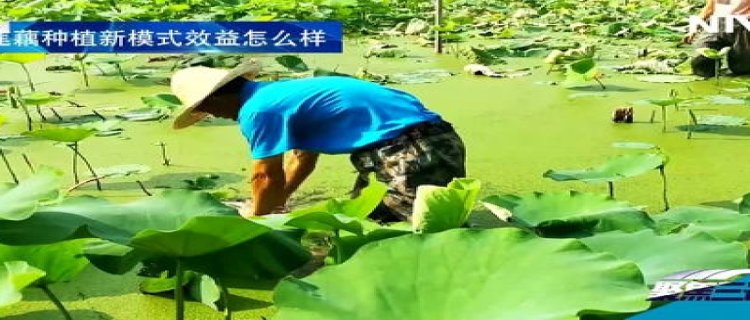 莲花怎么用藕种植，种植后怎么养护