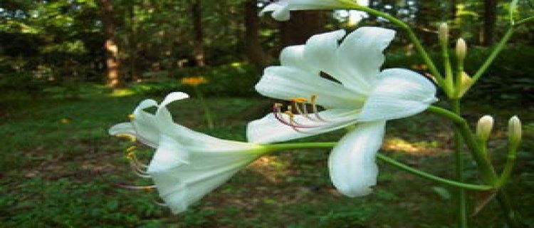 白花石蒜的花语和传说