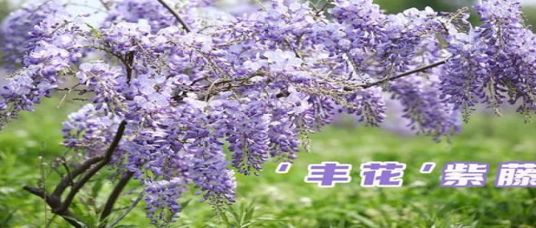 紫藤一年开两次花(麝香紫藤一年开几次花)