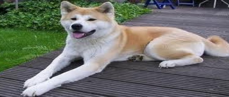 秋田犬一生只认一个主人(秋田犬一生只认一个主人)