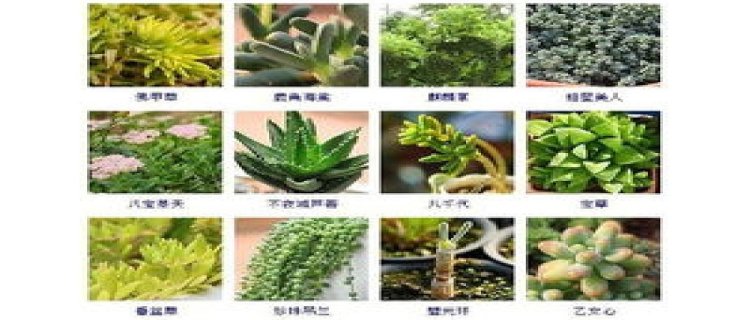 多肉植物图片及名称