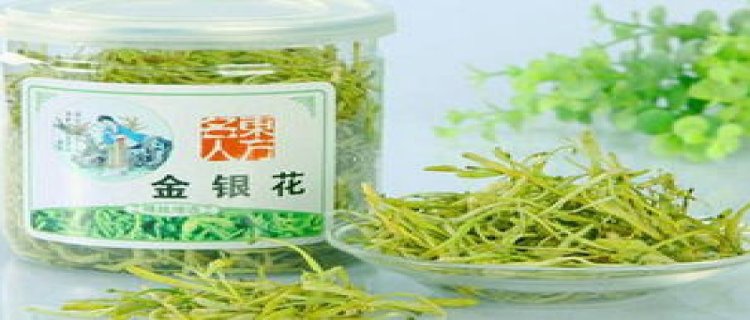 金银花茶怎么泡水(金银花茶怎样泡水喝)