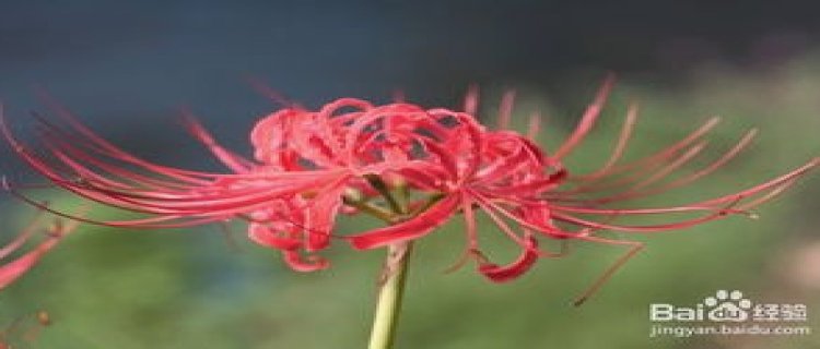 石蒜与彼岸花的区别(石蒜和彼岸花的区别彼岸花图片)