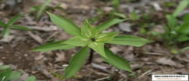 重楼是什么植物，北方能种吗