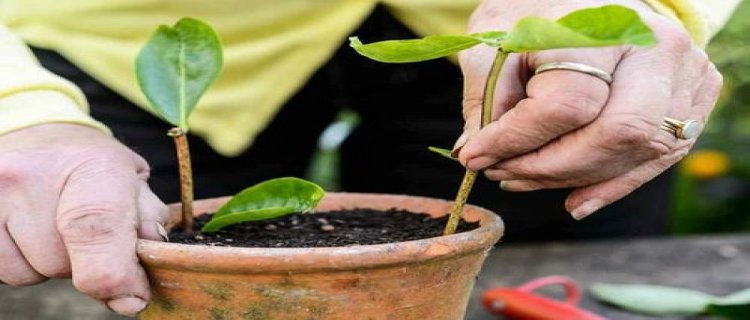 爱之蔓怎么繁殖（水培生根、土培扦插）(爱之蔓怎么繁殖图解什么季节好)