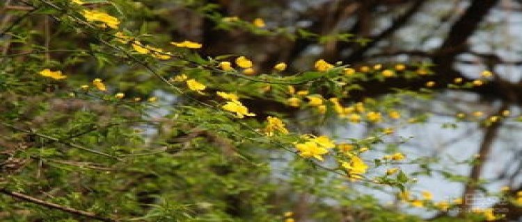 重瓣棣棠花怎么繁殖(重瓣棣棠花有毒吗)