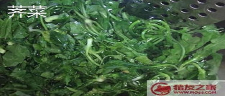 荠菜和独行菜的区别图片(荠菜假荠菜区别图片对比)