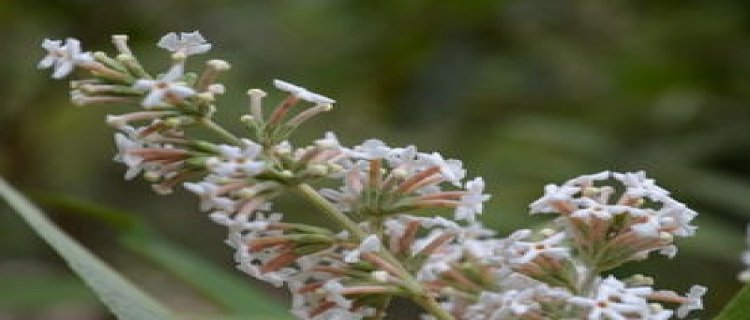 密蒙花的服用方法(密蒙花煎服用不用洗)