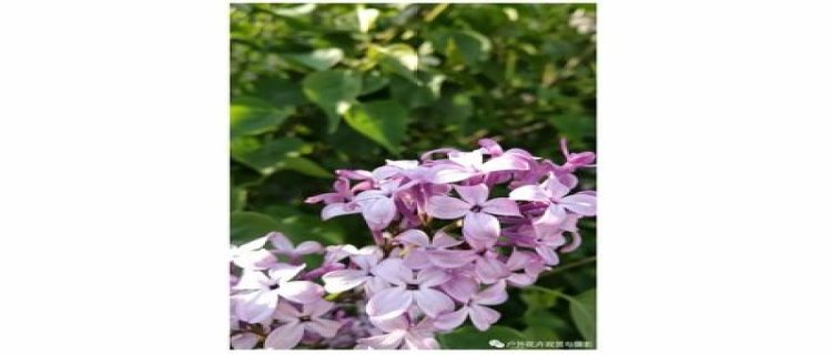 丁香花的主要观赏地介绍