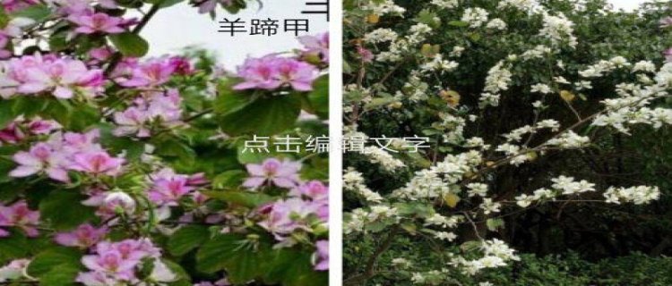 一年四季都开花的花有哪些品种(花期长达9个月的花)