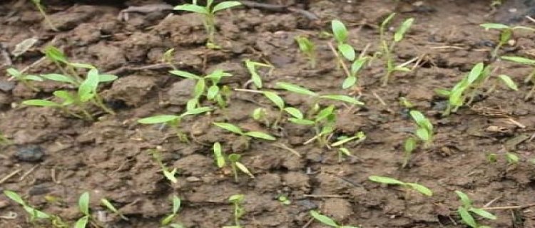 香菜怎么种植容易发芽