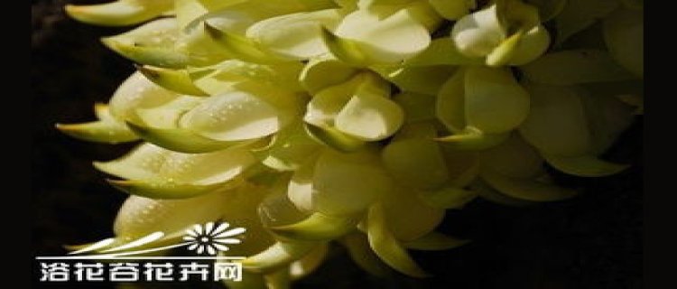 禾雀花的养殖方法和注意事项(的养殖方法和注意事项)