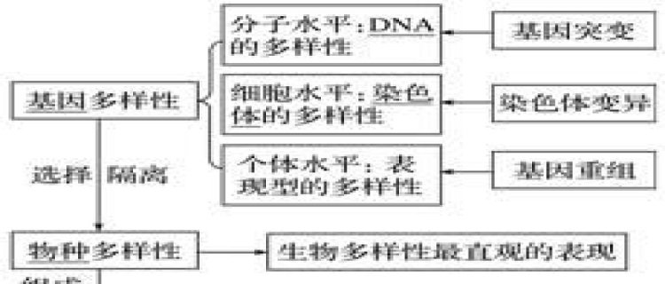 生物多样性有哪三个多样性(生物多样性中最基本的多样性是什么)