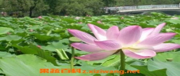 芙蓉菊为什么不好养(芙蓉菊迷信用法)