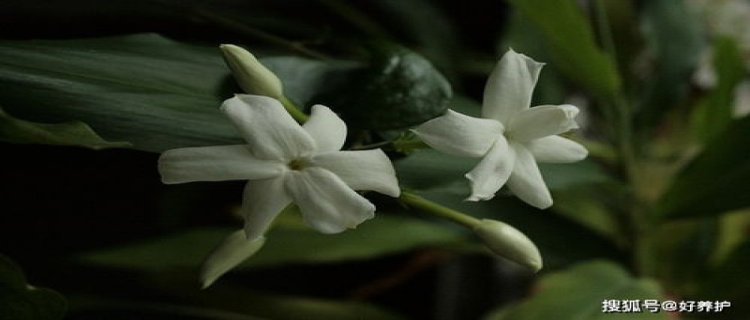 茉莉花品种，茉莉花像什么（茉莉花的图片）