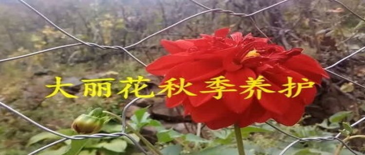 大丽花怎么施肥