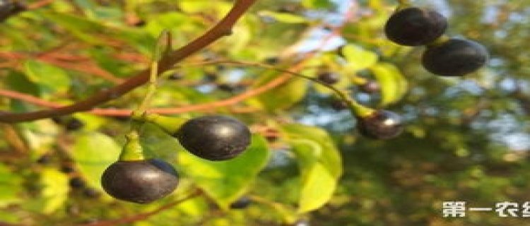 茶种子怎么育苗(茶种子怎样种植方法)