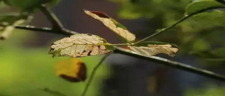 泡桐花过敏怎么办(对泡桐花过敏怎么医治)