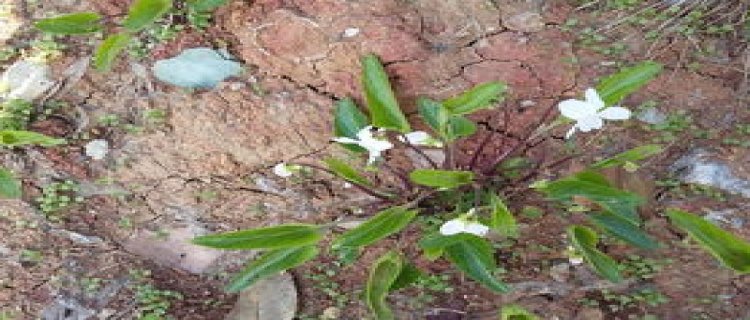 白花地丁抑菌膏(白花地丁抑菌膏孕妇能用吗)