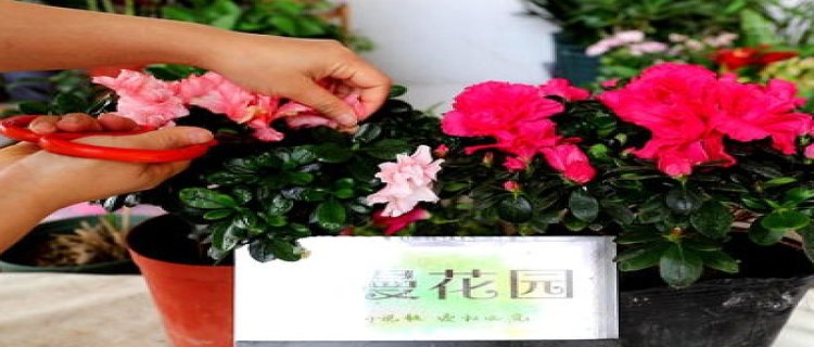 杜鹃花施肥用什么肥，杜鹃花如何施肥