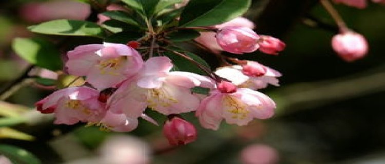 海棠是什么季节开的花，喜欢水多还是水少