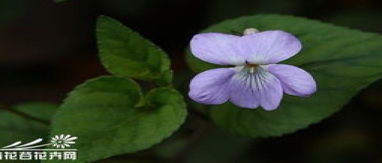 紫花堇菜和细距堇菜的区别