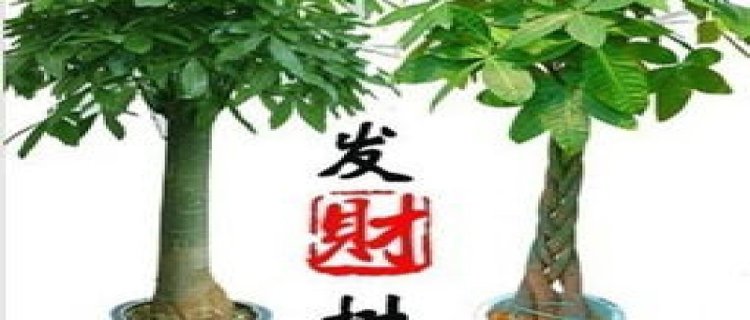 发财树在家中怎么摆放