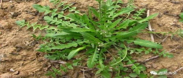 梦见出去挖野菜(周公解梦梦见挖野菜)