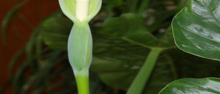 怎样区分芋和滴水观音