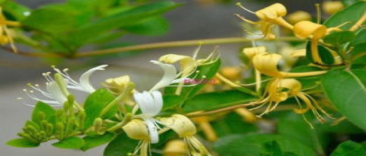 金银花和断肠草(金银花和断肠草怎样分辨图)