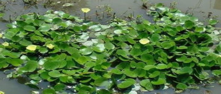 水生植物怎么养