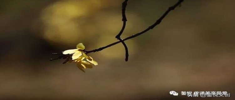 连翘的花语及传说