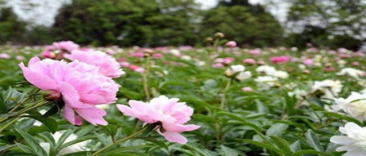 芍药种植方法和时间