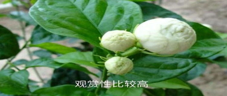 虎头茉莉的花期