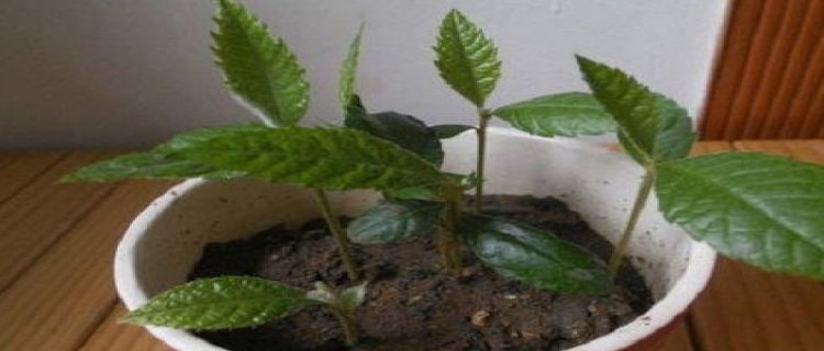 枇杷籽盆栽种植方法(枇杷盆栽种植方法图片)