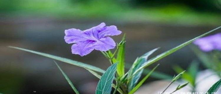 蓝花草种植繁殖