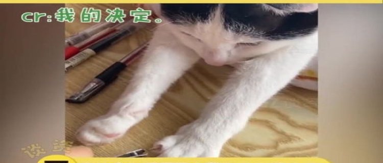 猫咪的指甲为什么会劈开