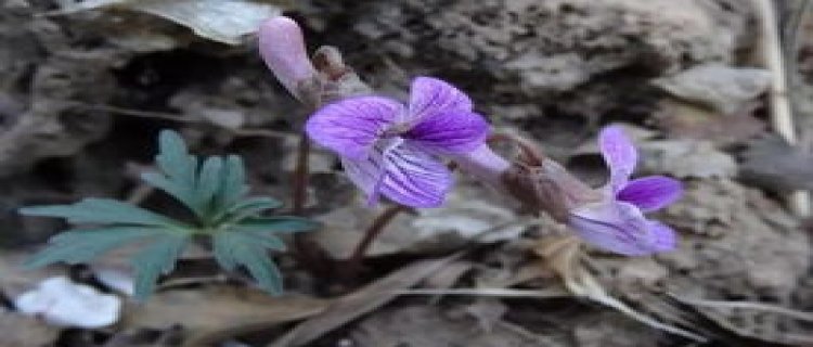 紫花堇菜和紫花地丁的区别(紫花地丁和早春堇菜的区别)