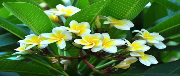 鸡蛋花病虫害防治方法