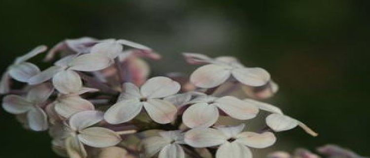 丁香花可以泡茶吗及功效与作用(丁香花泡茶喝有什么作用与功效)