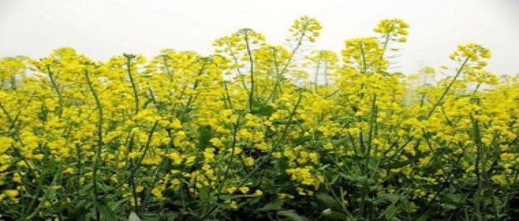 油菜花怎么种(油菜花怎么种法)