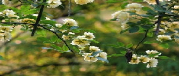 木香花好还是蔷薇花好(木香花是蔷薇花吗)