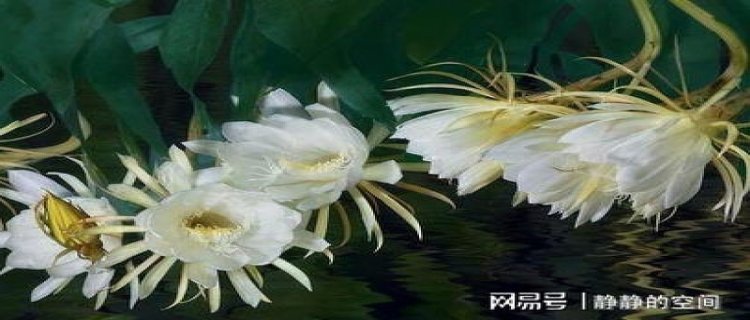 昙花开了要摘下来吗(昙花开了后什么时候可以摘下来)