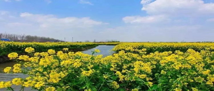 著名的油菜花景点(贵州油菜花景点在哪里)