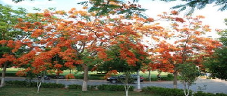 蓝花楹还是蓝楹花(蓝花楹蓝楹花区别)