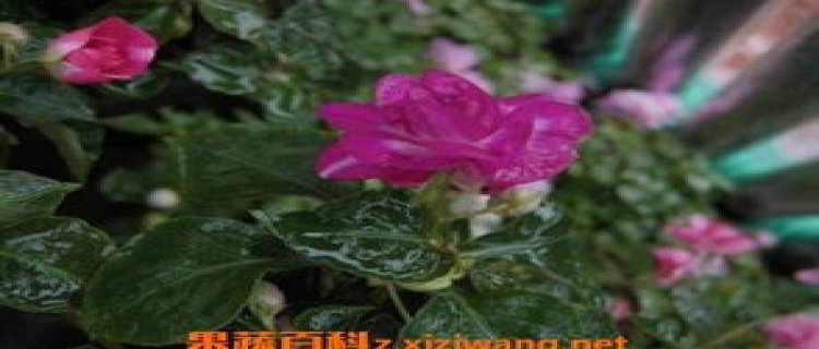 非洲重瓣凤仙花的修剪(非洲重瓣凤仙花的花苞没开就掉了怎么回事)