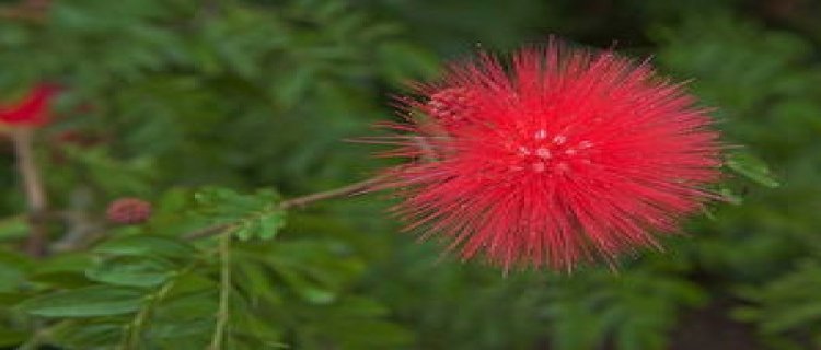 朱缨花种子怎么种